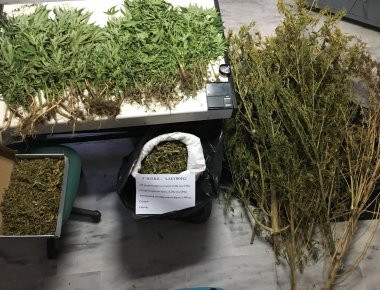 Φθιώτιδα: Καλλιεργούσε και διακινούσε χασίς με πλούσια κέρδη